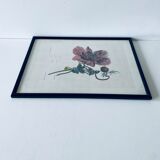 Ancient lithograph framed flower and snail
