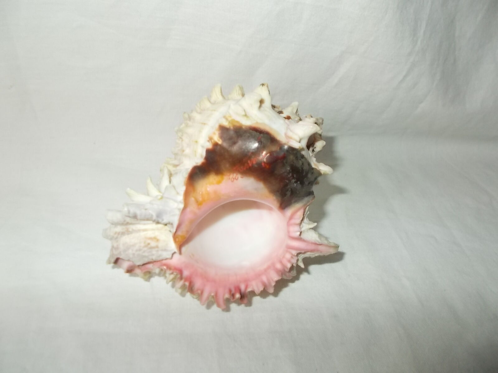 Shell for curiosity cabinet