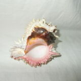Shell for curiosity cabinet
