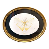 Cadre ovale Papillon