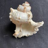 Lot de 4 coquillages anciens lambris