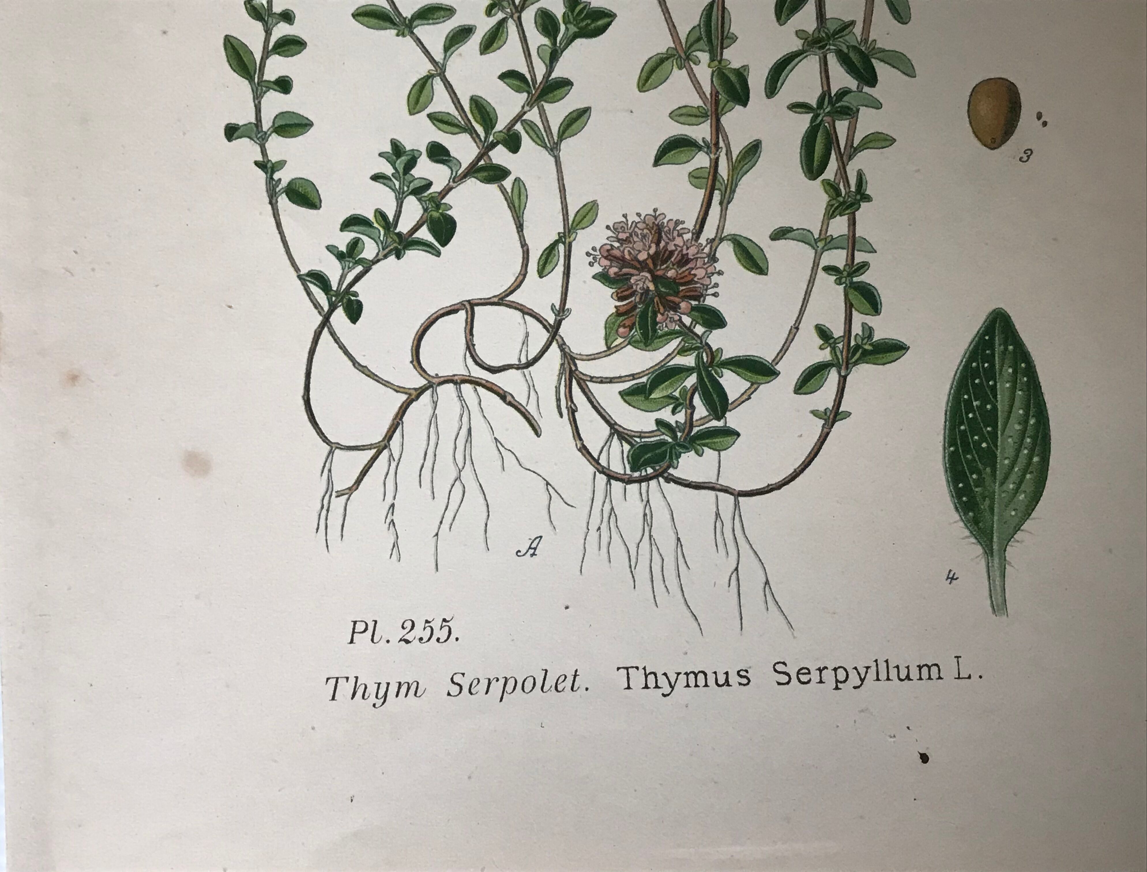 Three botanical plates xixth