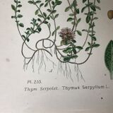 Three botanical plates xixth