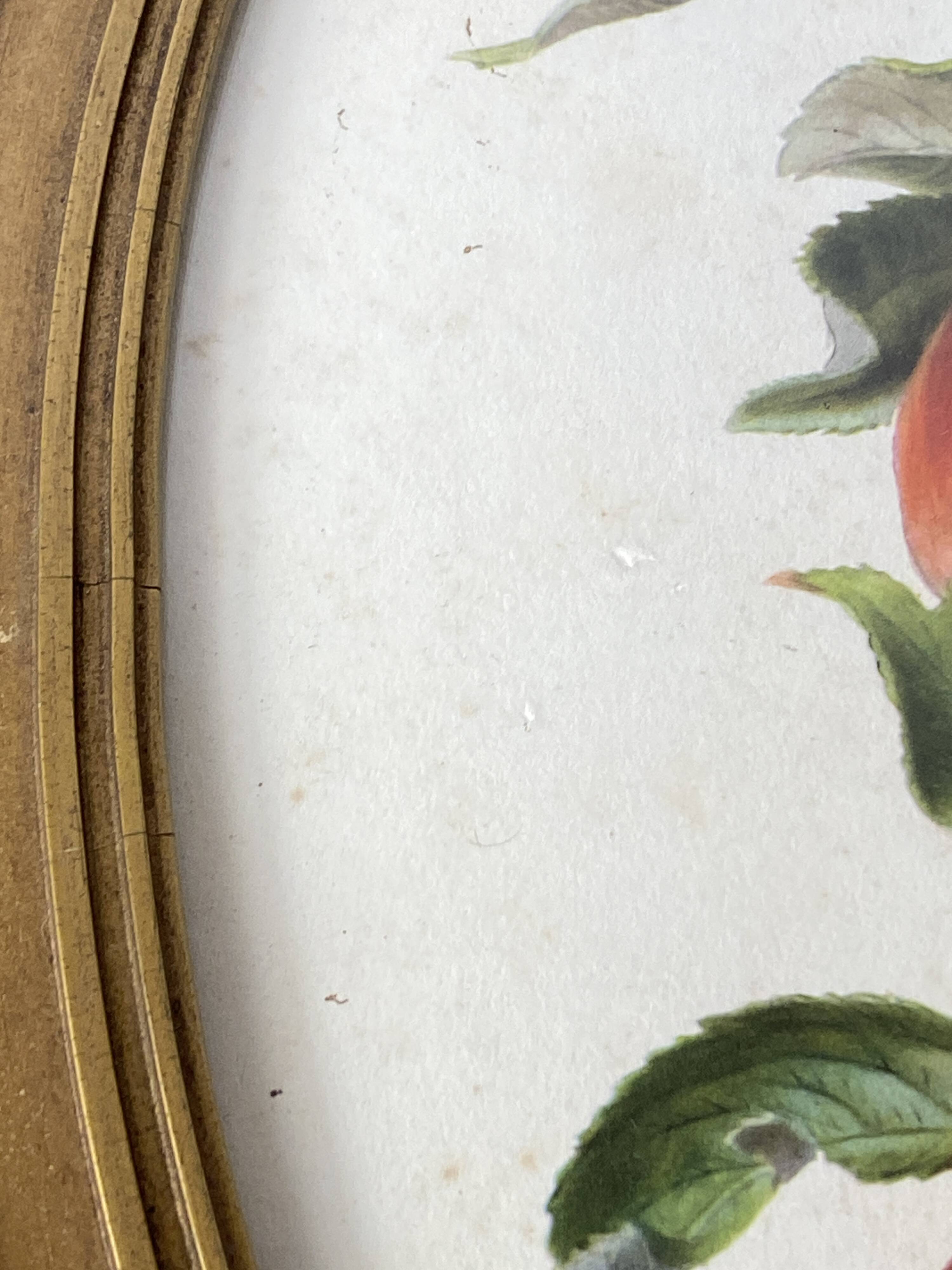 Affiche botanique Malus Communis encadrée