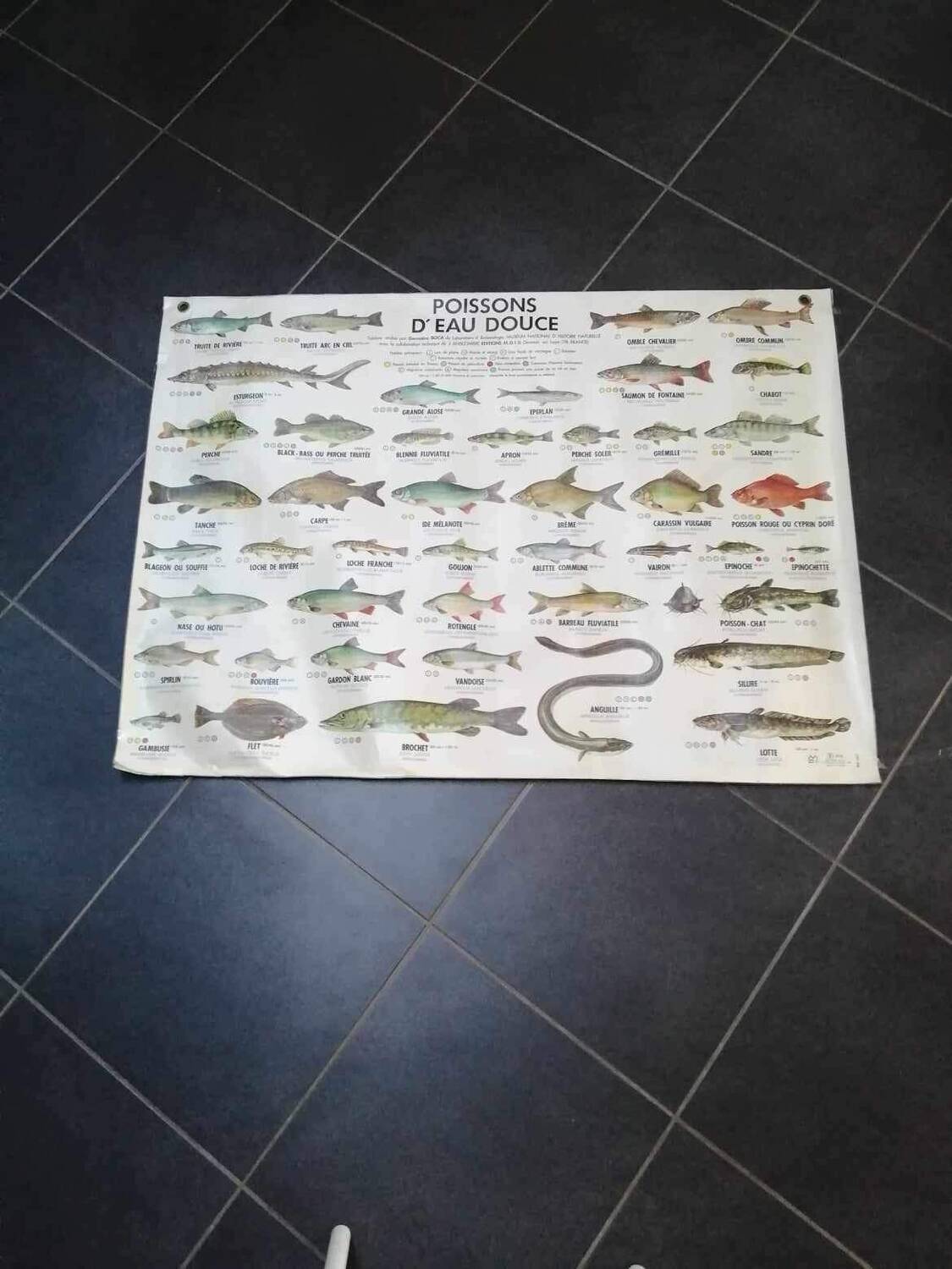 Affiche scolaire vintage poisson d’eau douce et de mer