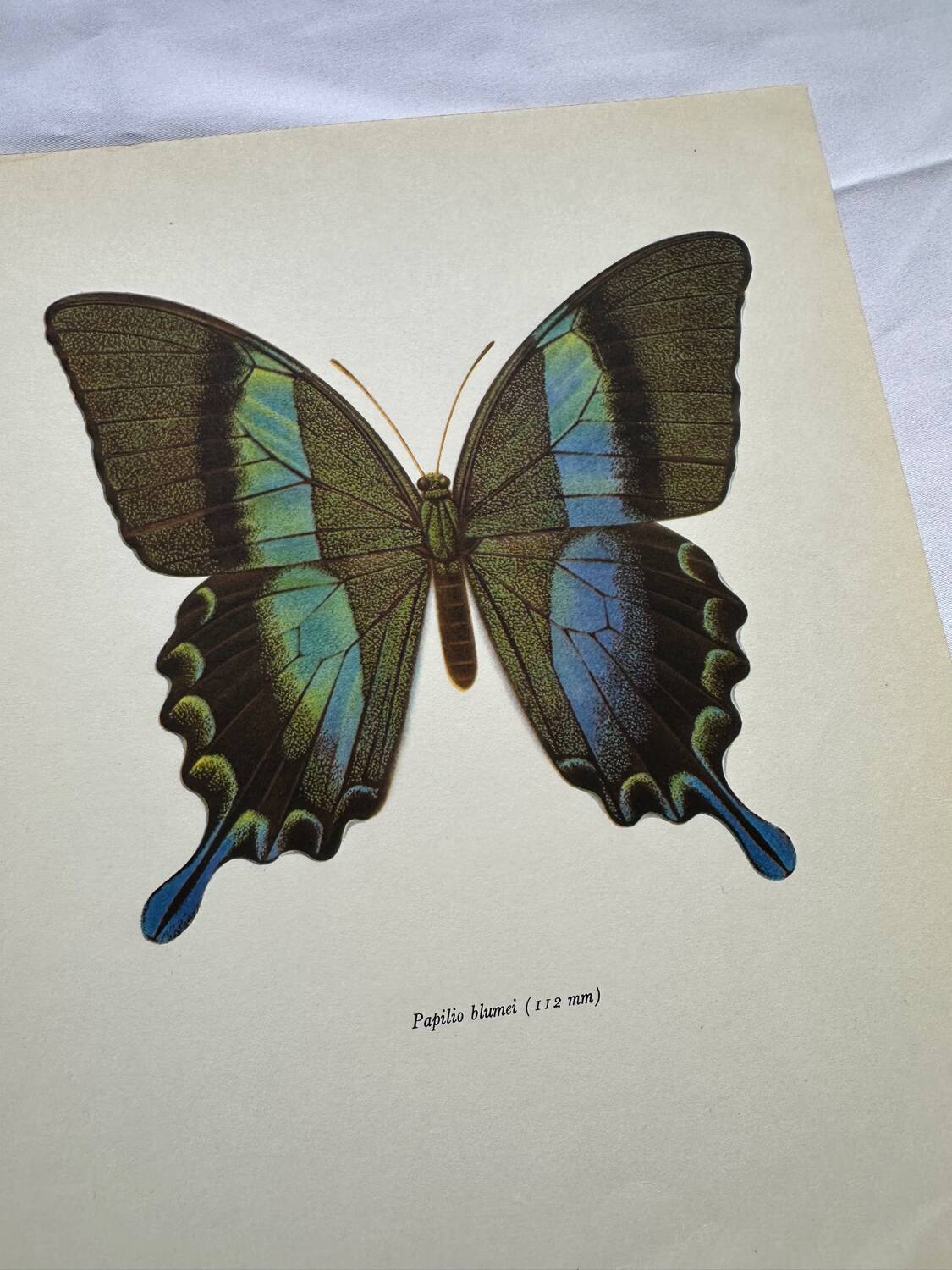 Vintage gravure butterfly botanical naturalist poster