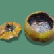 Pumpkin/gourd shaped box - Slipware ceramic