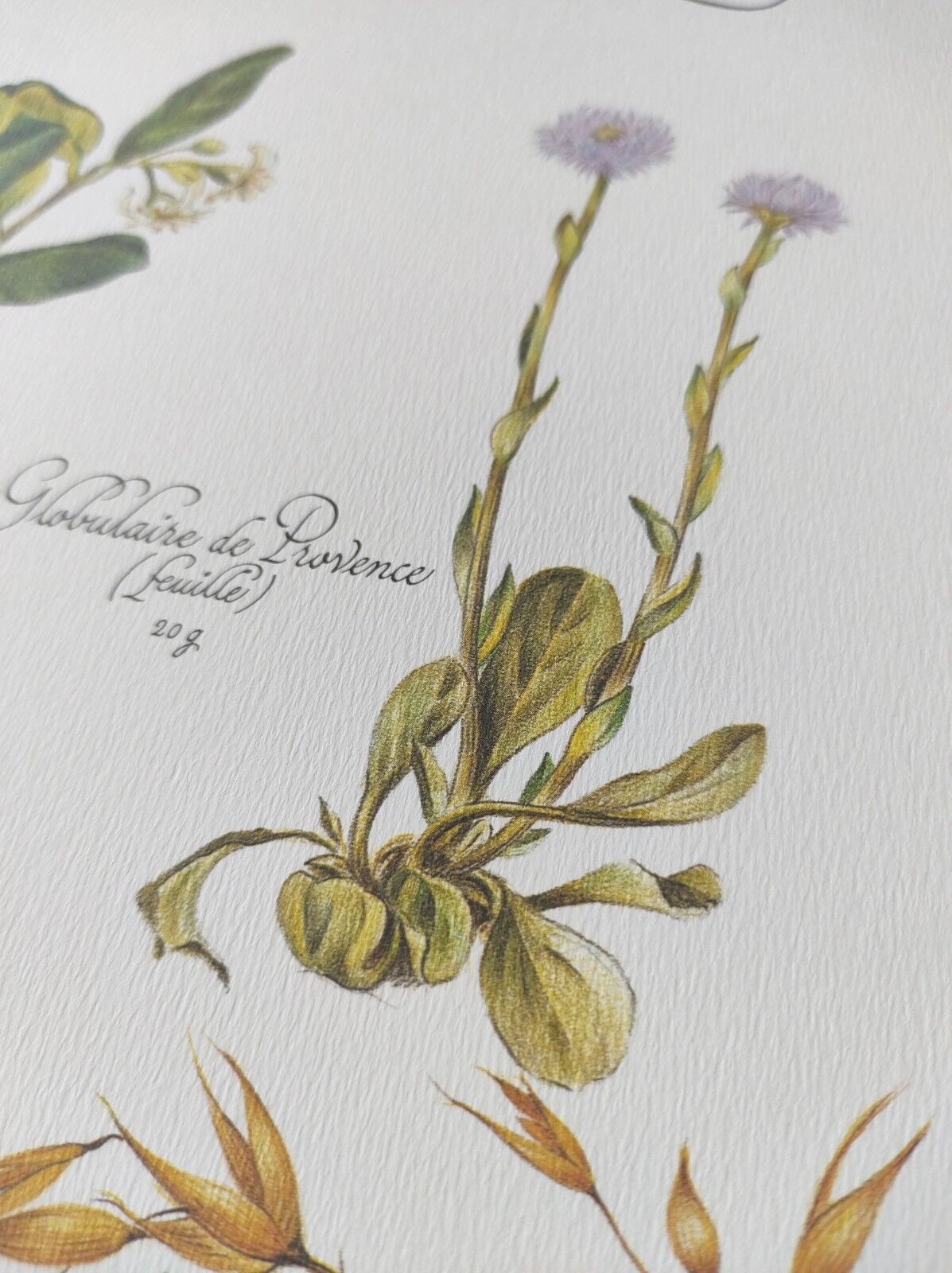 Engraving medicinal plants -Energetic laxative herbal tea- Botanical illustration