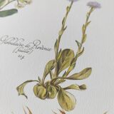 Engraving medicinal plants -Energetic laxative herbal tea- Botanical illustration