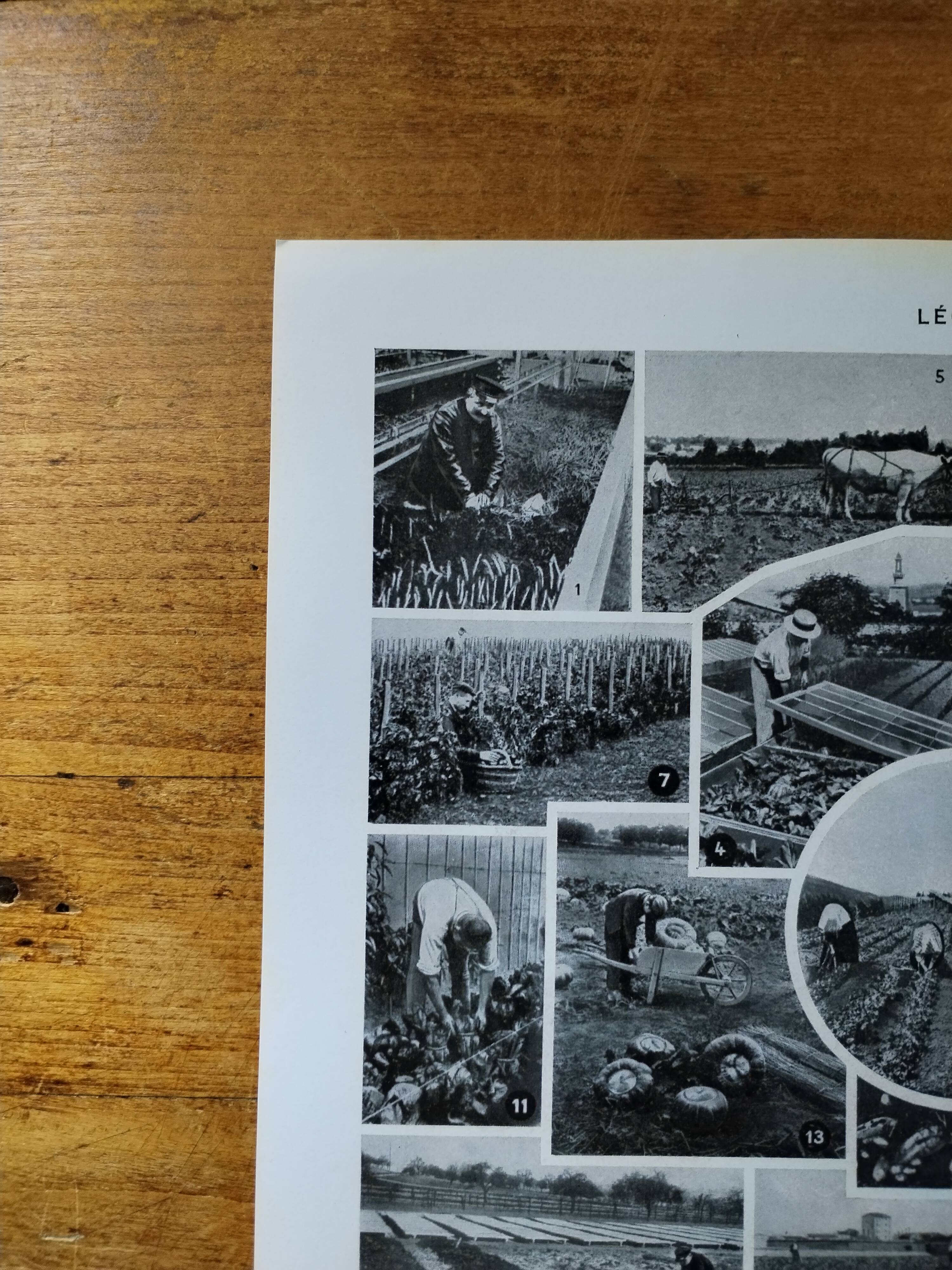 Original lithograph of vegetables and vegetable plants