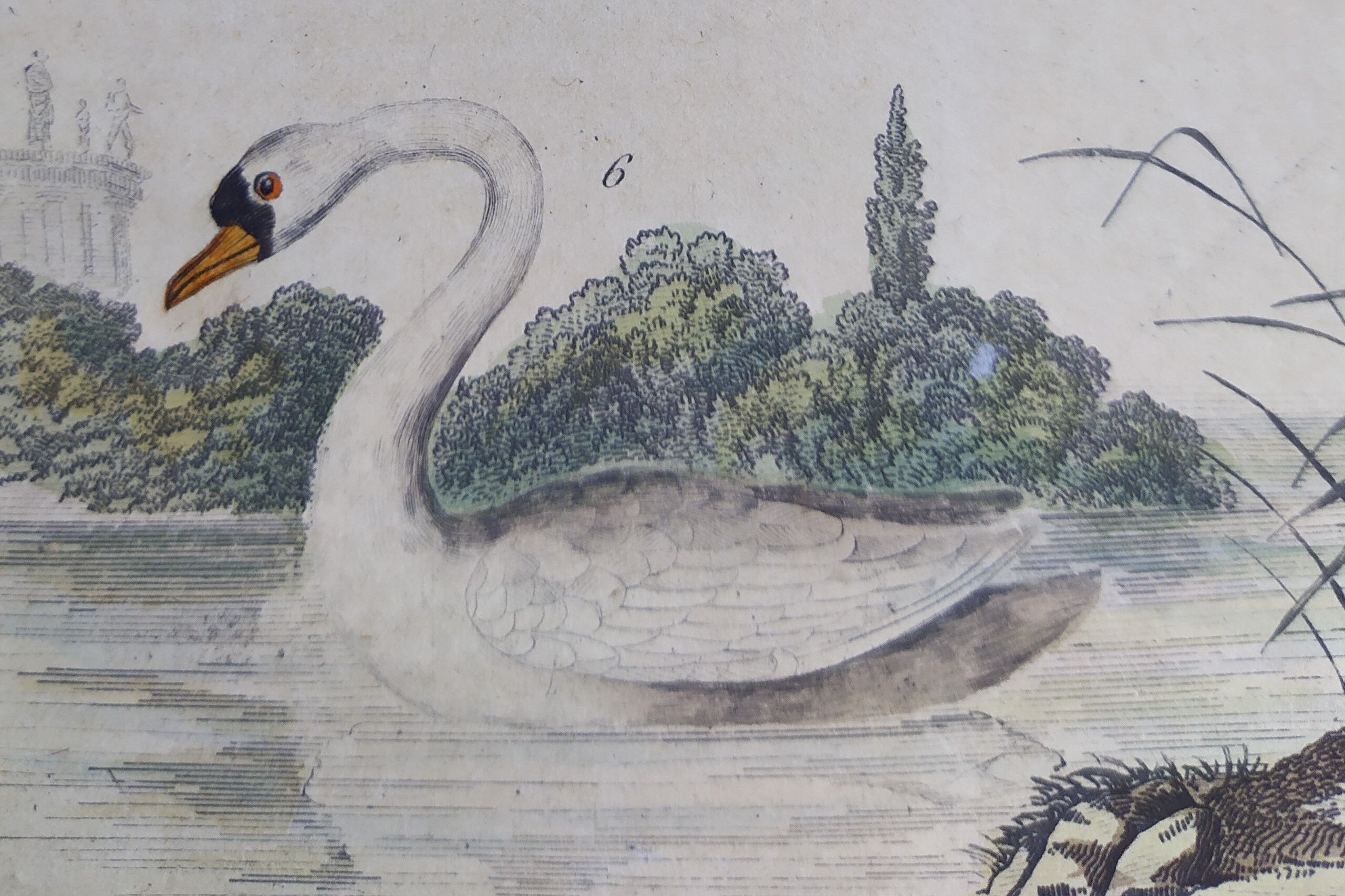 Original ornithological plate "