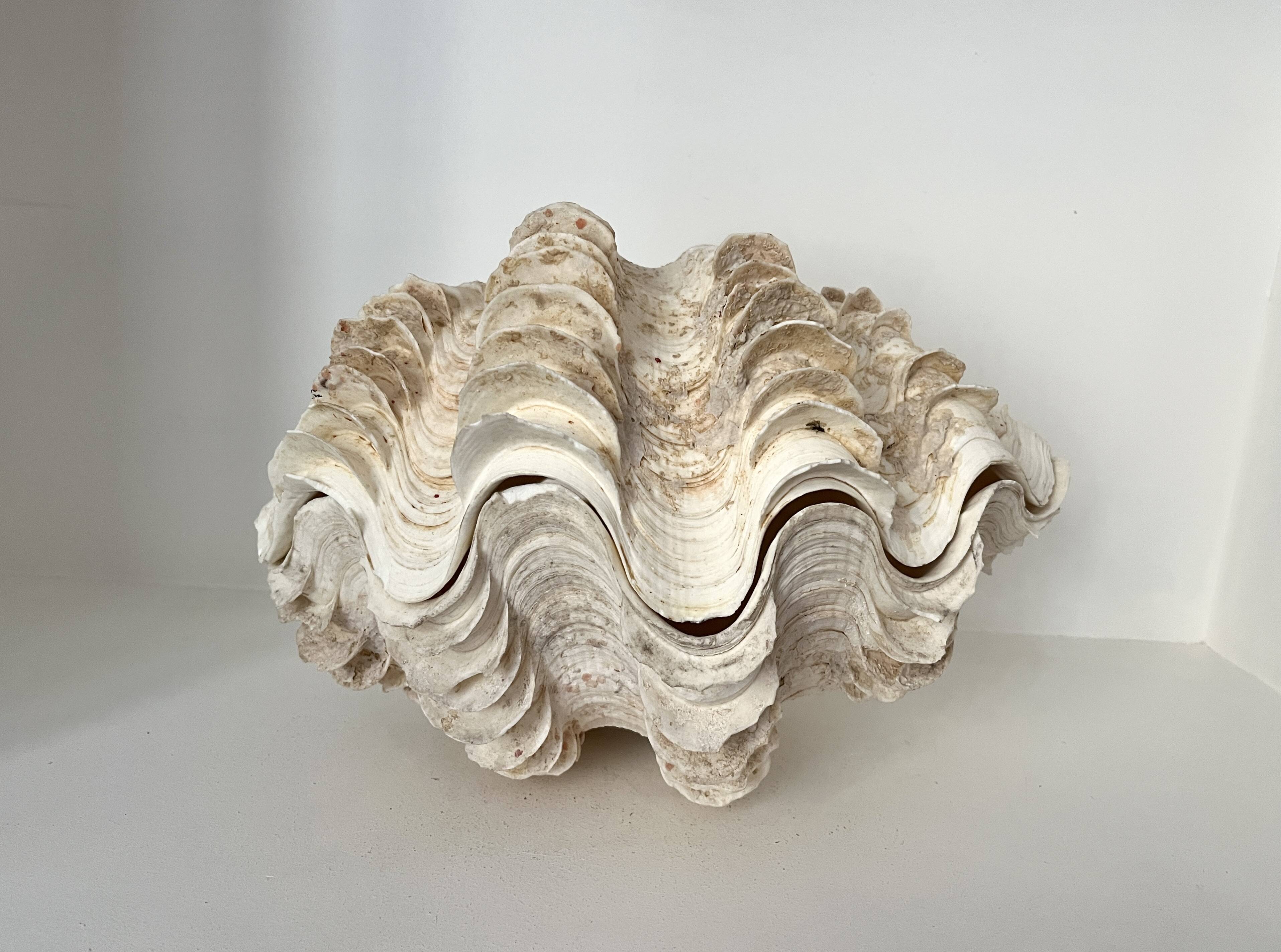 Authentic vintage giant bivalve shell, tridacna gigas shell.