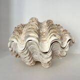 Authentic vintage giant bivalve shell, tridacna gigas shell.
