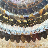 Vintage mosaic frame with butterfly wings