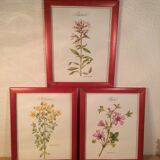 3 affiches botaniques encadrées, millepertuis, mauve, saponaire