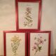 3 framed botanical posters, St. John's wort, purple, saponnary