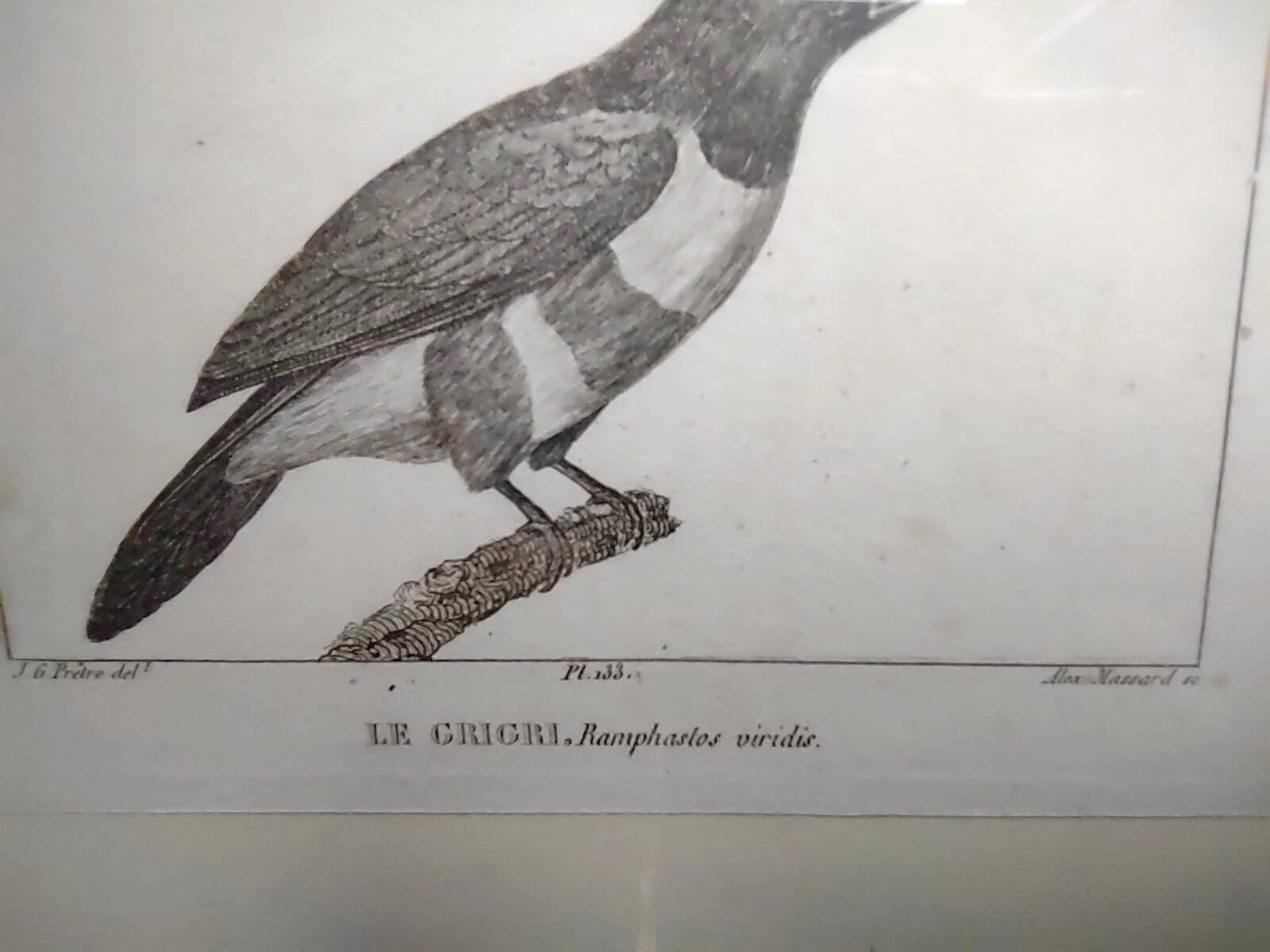 Small bird engraving from 1830 - Le Grigri - ornithological plate