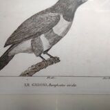 Small bird engraving from 1830 - Le Grigri - ornithological plate