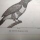 Small bird engraving from 1830 - Le Grigri - ornithological plate