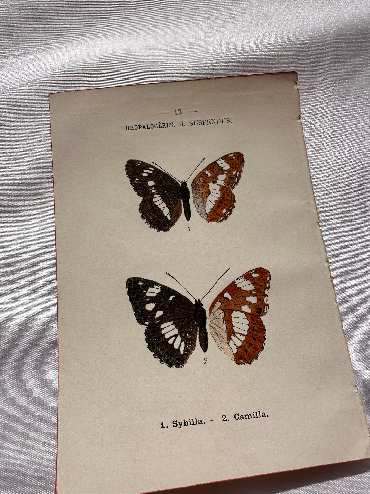 Botanical Plate 1800 Old naturalist engraving 19th century double-sided