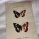 Botanical Plate 1800 Old naturalist engraving 19th century double-sided