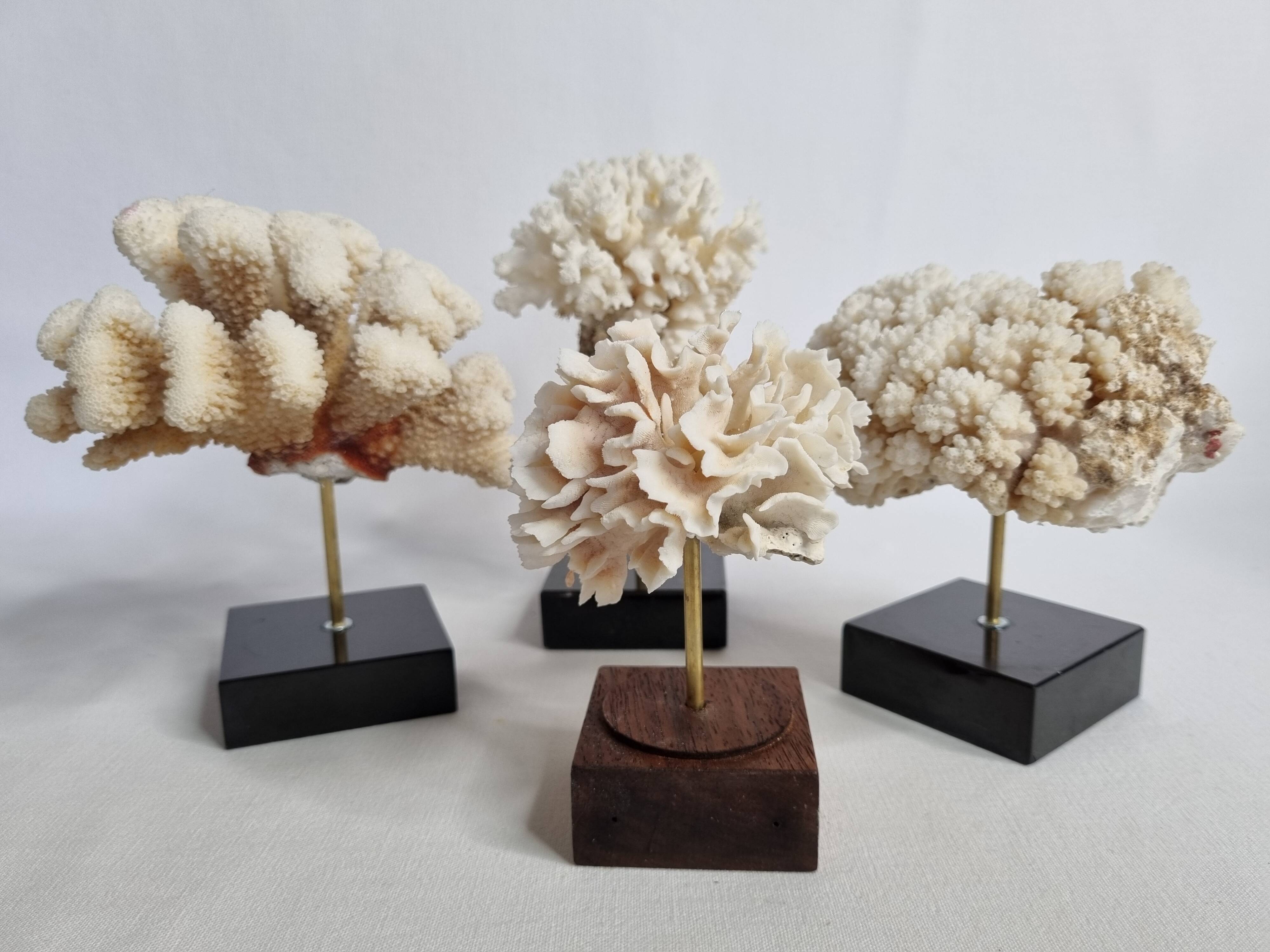 Set of four ancient white corals on pedestal, 15 cm