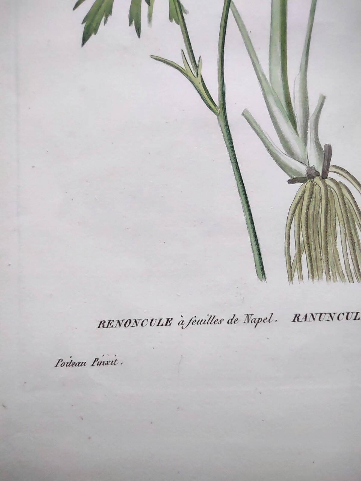 Antique botanical engraving from 1829 - Napel's buttercup - Plate