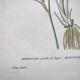 Antique botanical engraving from 1829 - Napel's buttercup - Plate