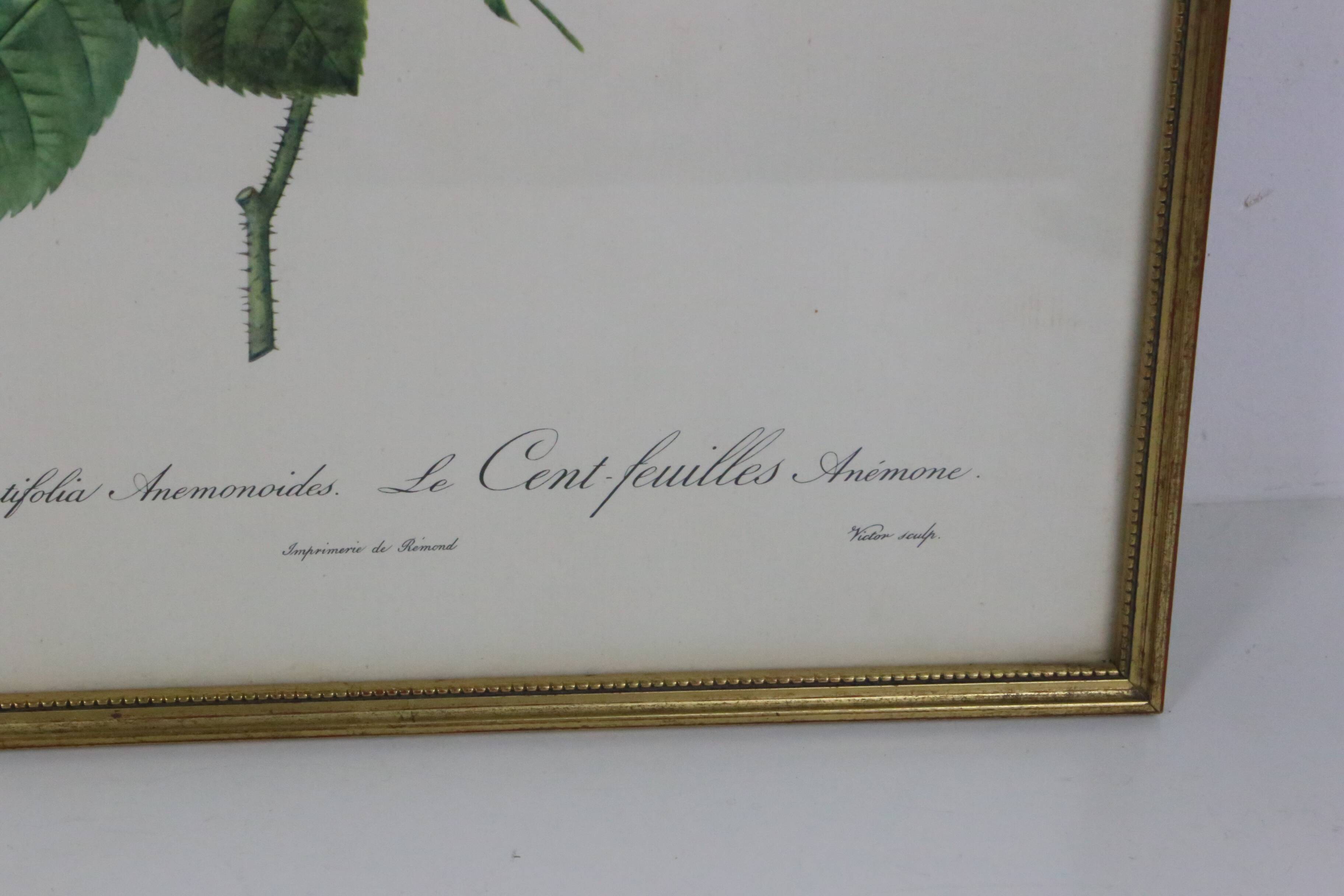 Great Redouté Lithograph