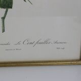 Great Redouté Lithograph