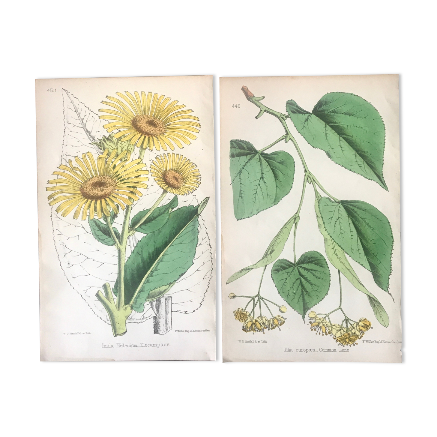 English botanical board duo, Ed 1878