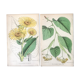 English botanical board duo, Ed 1878