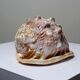 Vintage shell cabinet of curiosities Cypraecassis rufa 13cm