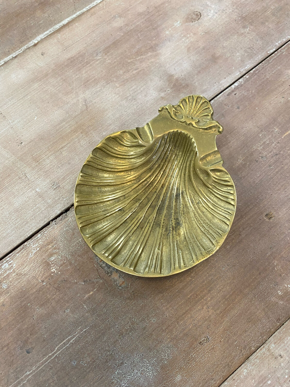 Empty pocket scallop shell