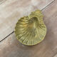 Empty pocket scallop shell