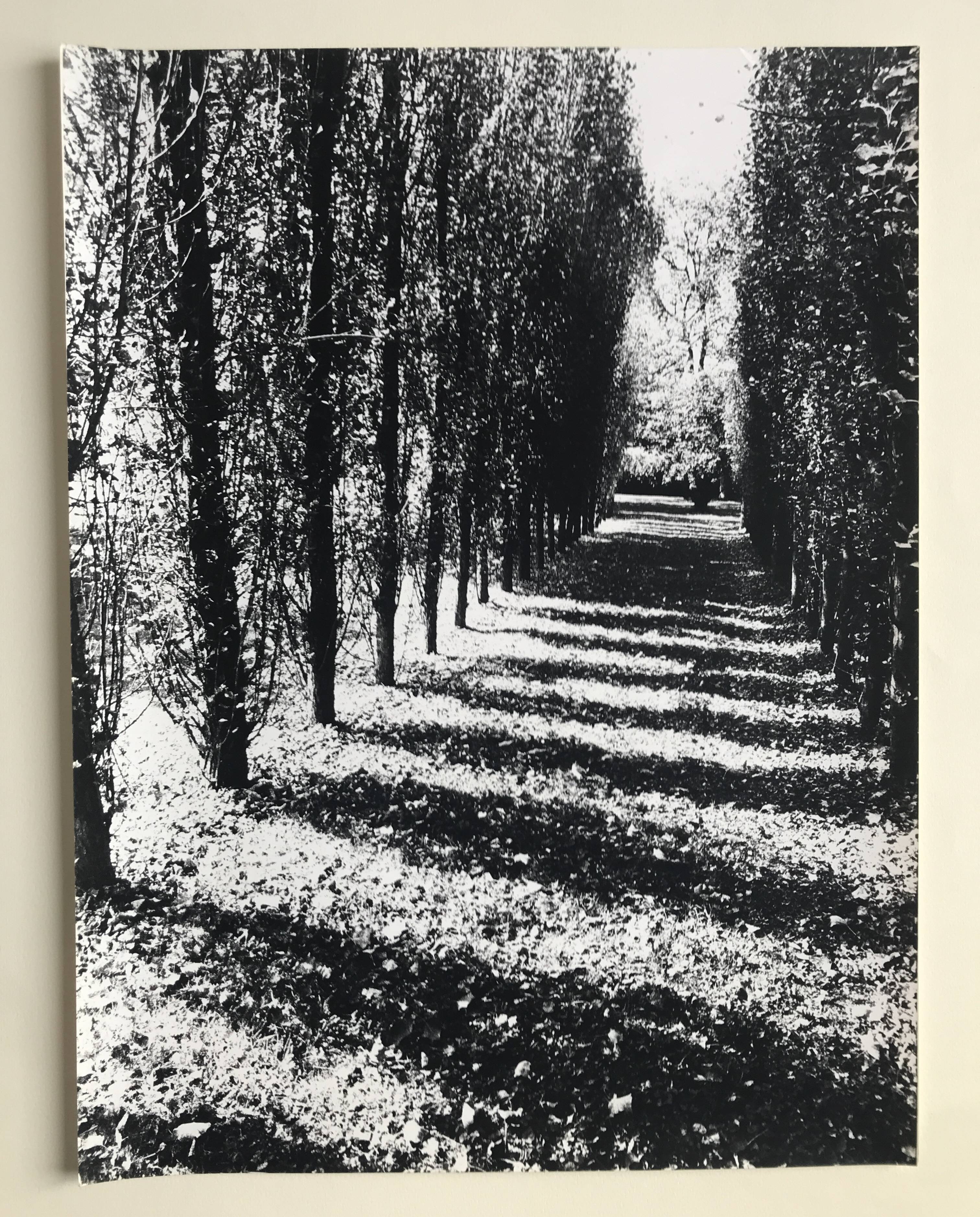 Rosine nusimovici, untitled (poplars), c 1980. black and white silver print