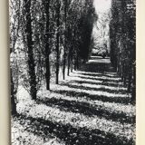 Rosine nusimovici, untitled (poplars), c 1980. black and white silver print
