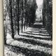 Rosine nusimovici, sans titre (peupliers), c 1980. tirage argentique nb