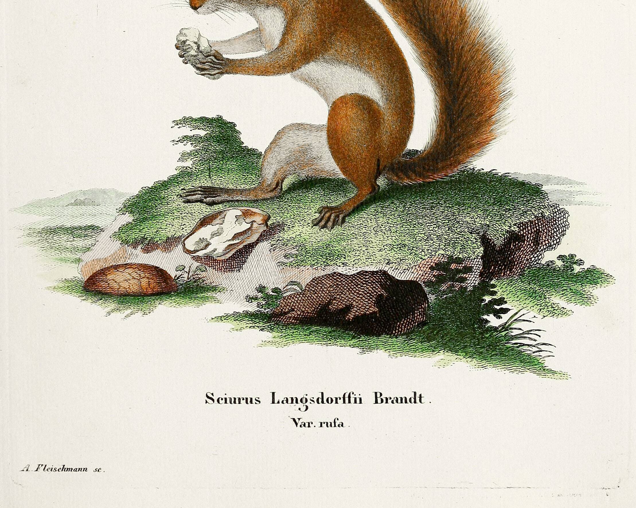Poster about the red squirrel, based on an old engraving from 1774.