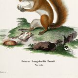 Poster about the red squirrel, based on an old engraving from 1774.