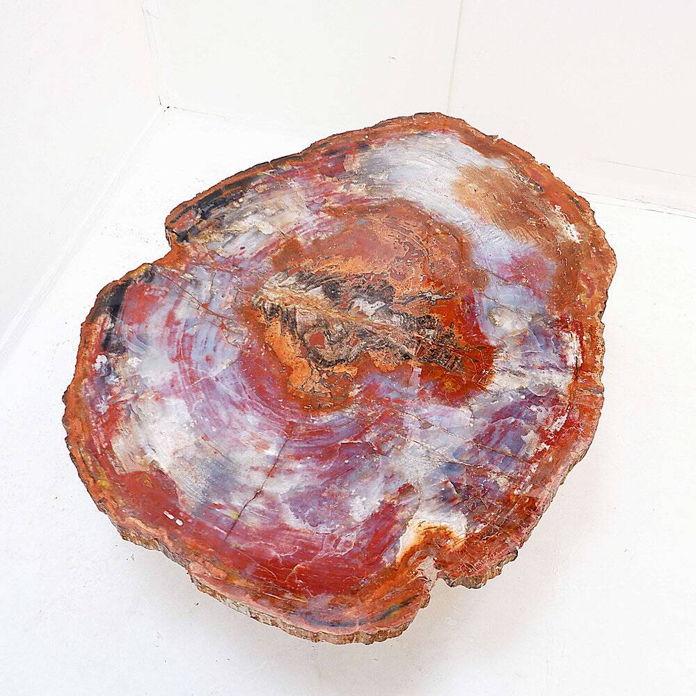 Red petrified wood coffee table from Arizona: 114x88cm