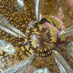 Murano glass ashtray with gold leaf by Barovier and Toso