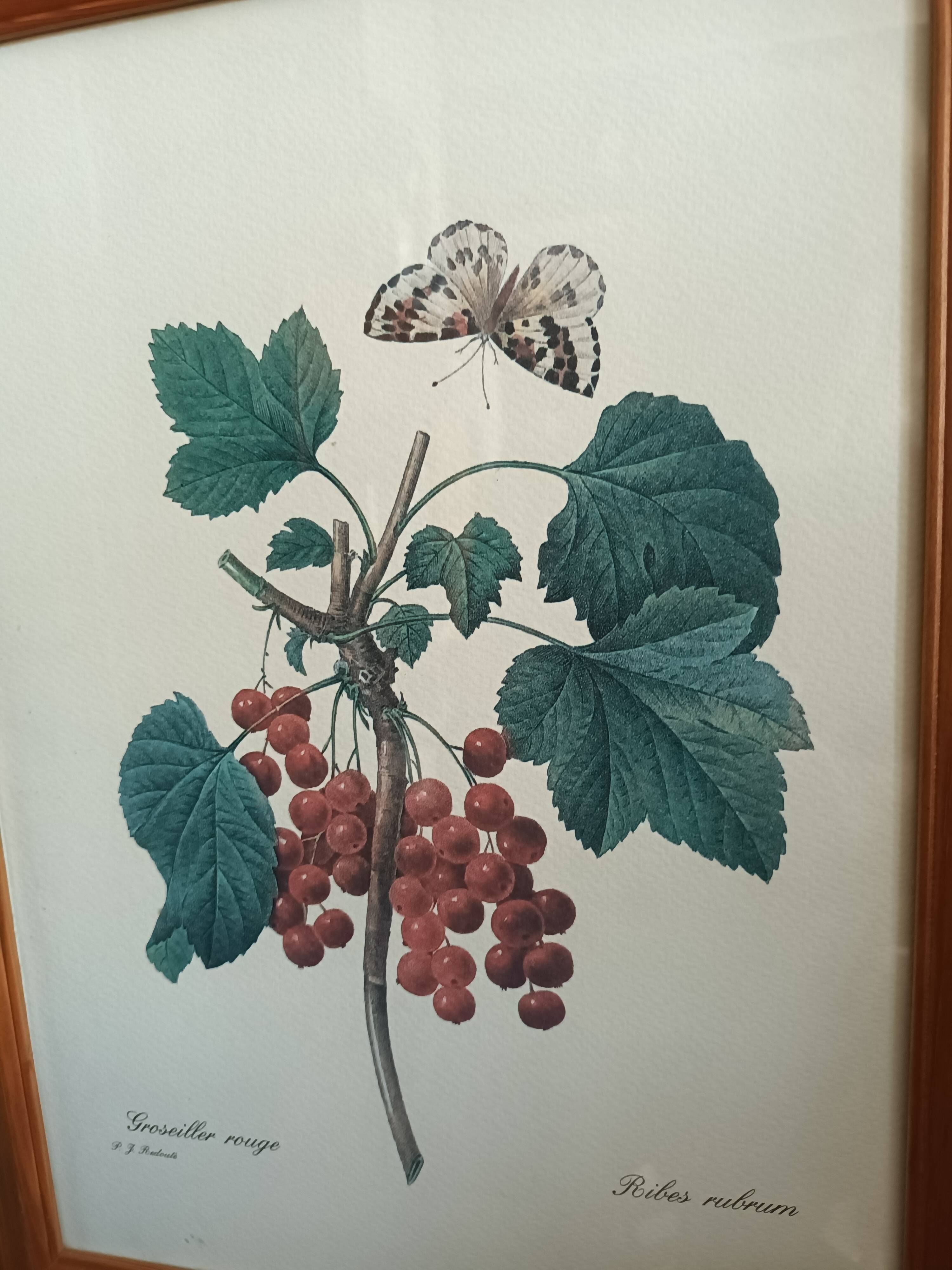 Botanical lithograph red groseiller