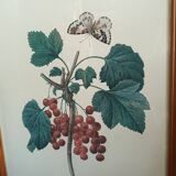 Botanical lithograph red groseiller