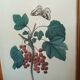 Botanical lithograph red groseiller