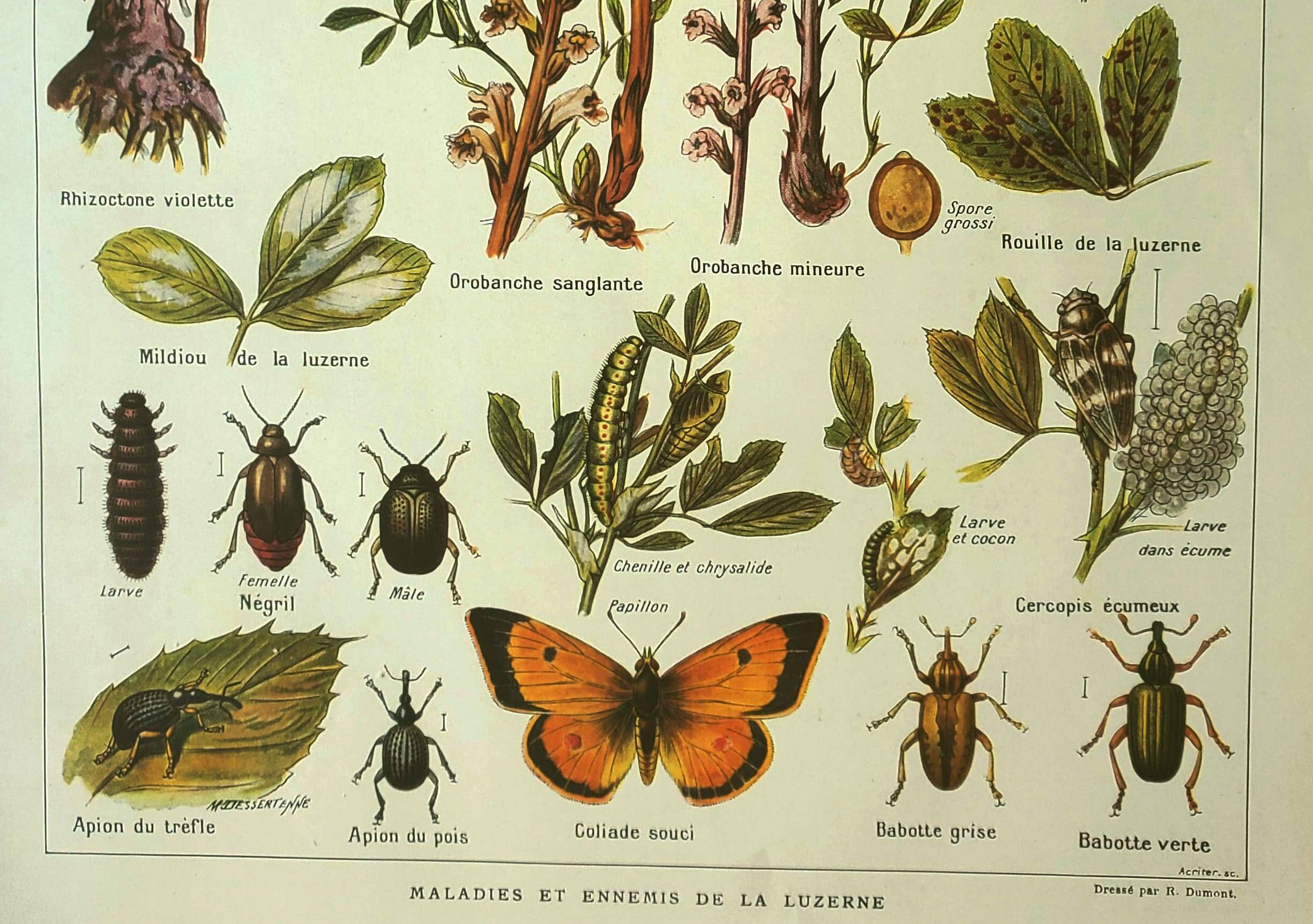 Old lithograph 1921 M. Dessertenne - Lucerne - botanical plate