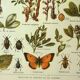 Old lithograph 1921 M. Dessertenne - Lucerne - botanical plate