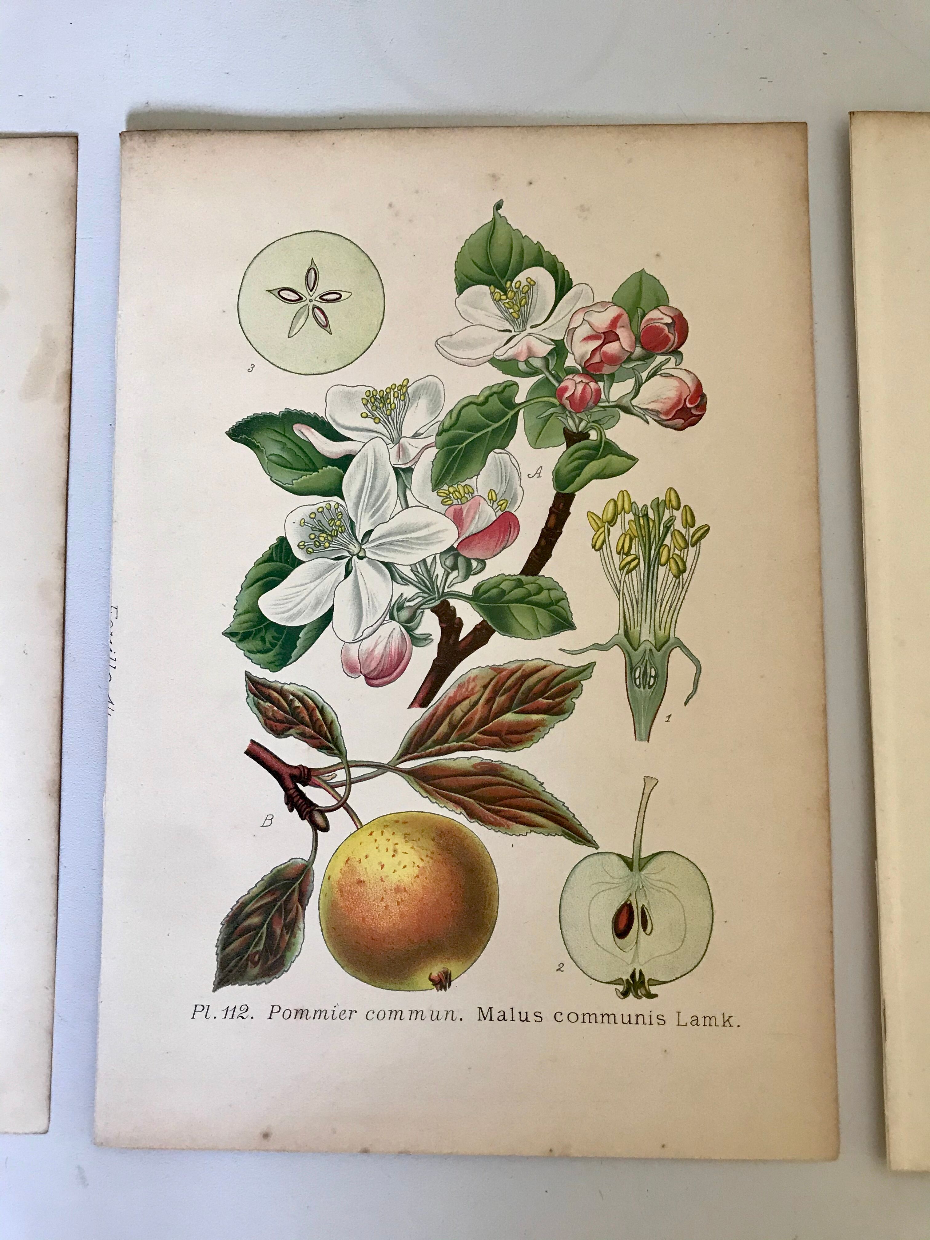 Botanical fruit boards 1891