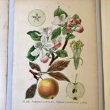 Botanical fruit boards 1891