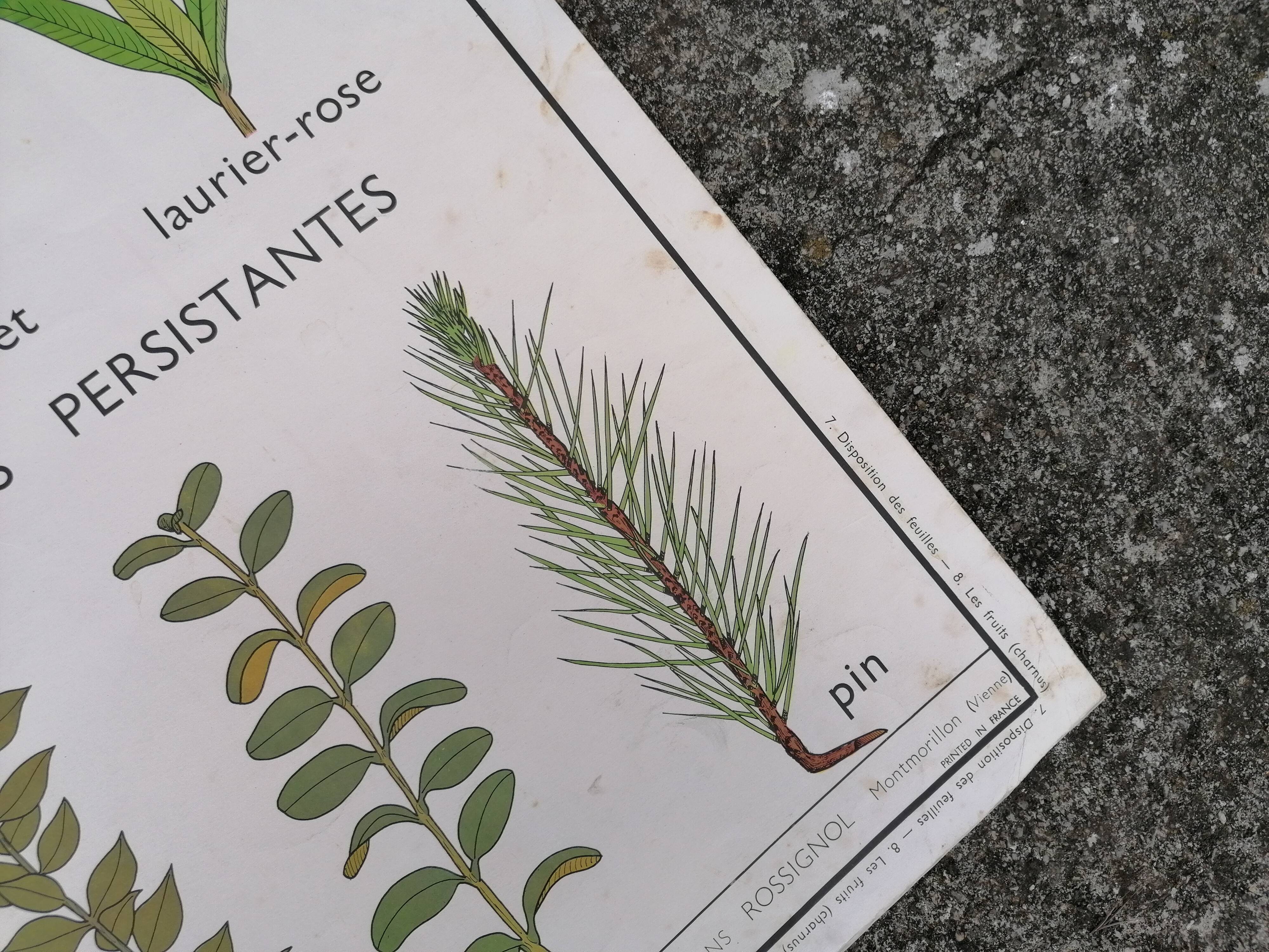 Rossignol educational poster: "Arrangement of leaves and fruits".